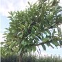 Lei laurierkers (Prunus)
